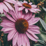 Echinacea – so gesund ist es wirklich